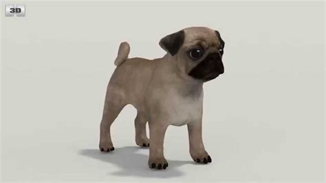 Rated 4.50/5 based on 2 votes. Pug Puppy (Canis Lupus Familiaris) by 3D model store ...