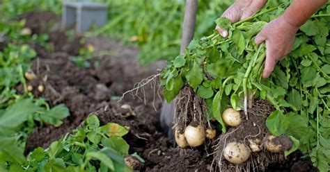 Wann ist der richtige zeitpunkt, kartoffeln im garten zu pflanzen? Frühkartoffeln: Die besten Sorten und Tipps zum Anbau ...