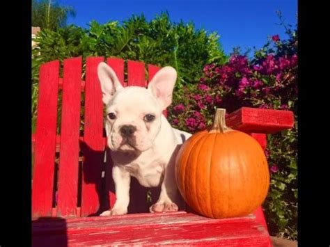 Health & quality over quantity! Say Hello to "JACK", our Cream AKC French Bulldog male ...