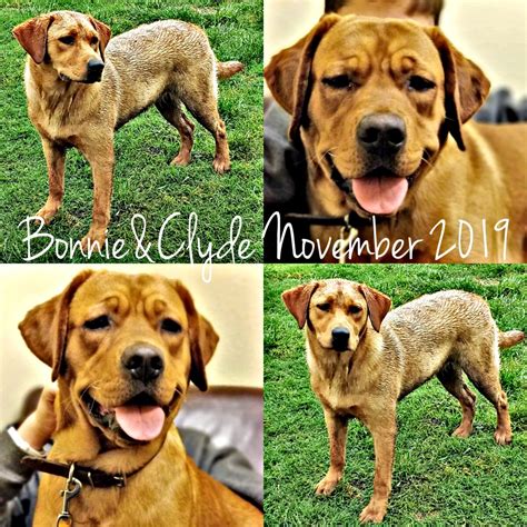 They all have gorgeous markings, nice we had a beautiful english bulldog puppies born, and we have girls and boys available. best lab breeder texas 4 | AKC Registered Labradors North ...