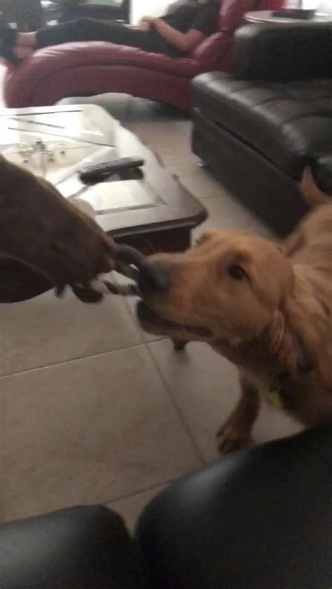 Golden retrievers are not innately good guard dogs due to their friendly personalities and sweet dispositions. Golden Retriever puppy doubles as personal floor mop