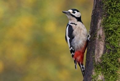 Vögel in unserem garten mit vogelstimmen. Vögel in unserem Garten - wie überwintern sie? - Trendomat.com