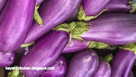 Tumis terong ungu yang dimasak bersama ikan teri semakin mengundang selera makan. 5 Jenis Tanaman Terong yang Paling Populer di Indonesia ...