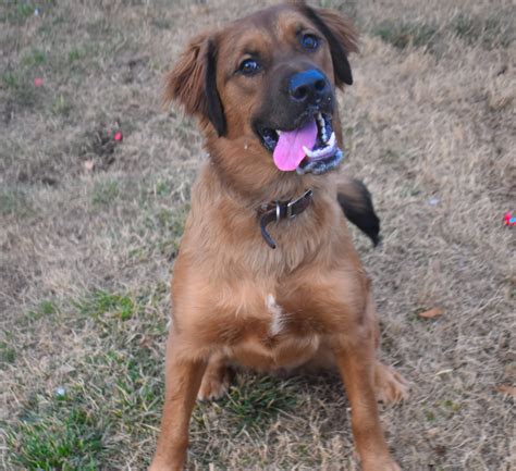We are a smaii rescue dedicated to heip animais who cannot heip themseives. Brock - Wagging Tails Rescue