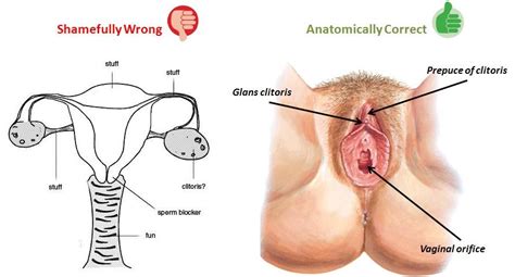 Here you are stimulating the extended internal structure of the clitoris. Tacit Meditations: Inappropriate table conversation #1 ...