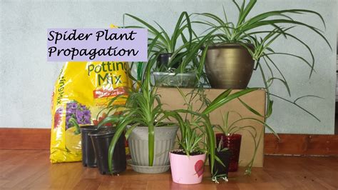 Both plants sat at the same windowsill for two weeks. Spider Plant Propagation Start to Finish - YouTube