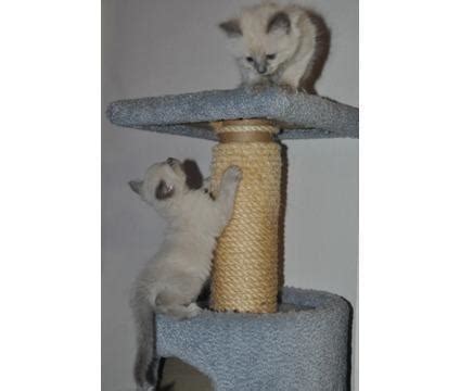 Balinese / Long Hair Siamese Kittens Blue & Seal Points ...