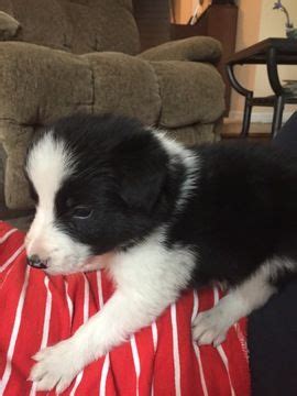 Look at pictures of border collie puppies in pennsylvania who need a home. Litter of 6 Border Collie puppies for sale in EMLENTON, PA ...