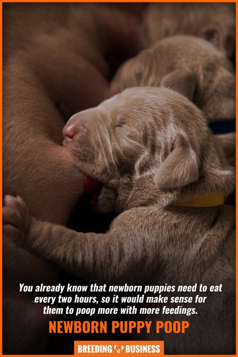 Our experts put together a puppy feeding chart and guide to help. How Often Do Newborn Puppies Poop - Influential Factors ...