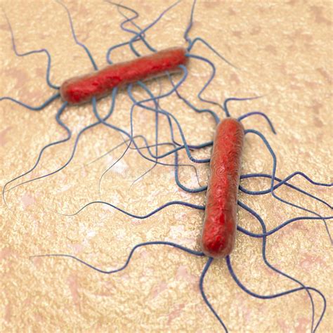 Listeria monocytogenes has also been associated. Bakterii Listeria Monocytogenes Ilustracji - Ilustracja ...