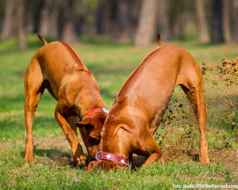 Rhodesian Ridgeback: Pflege, Erziehung und Gesundheit