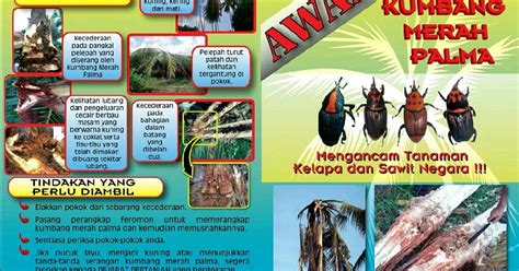 Kawalan perosak bersepadu kumbang merah palma. INFORMASI ~ PEJABAT PERTANIAN DAERAH KUALA LANGAT