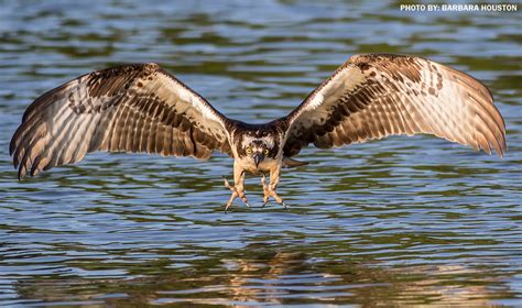 Check spelling or type a new query. Virginia Department of Game and Inland Fisheries