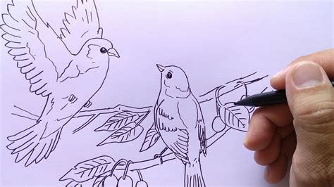 Ayo menggambar burung cenderawasih yang di modifikasi. Mewarnai Sketsa Gambar Burung Cendrawasih Yang Mudah ...