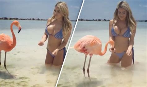 Maybe you would like to learn more about one of these? Bikini Babe feeds FLAMINGOS in tiny two-piece on a beach ...