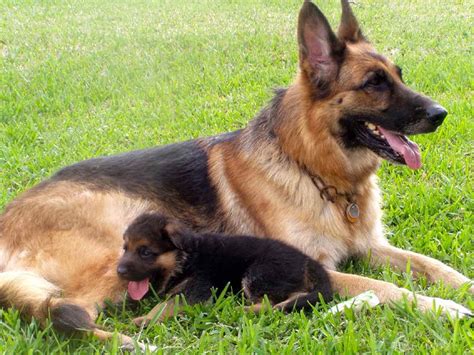 Buy or sell your german shepherd puppy in the want ad digest today. German Shepherd Puppies For Sale In My Area | PETSIDI
