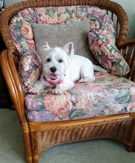Find images of dog chair. Pin by Robin Ferguson on Piper Tallulah Westie | Westies ...