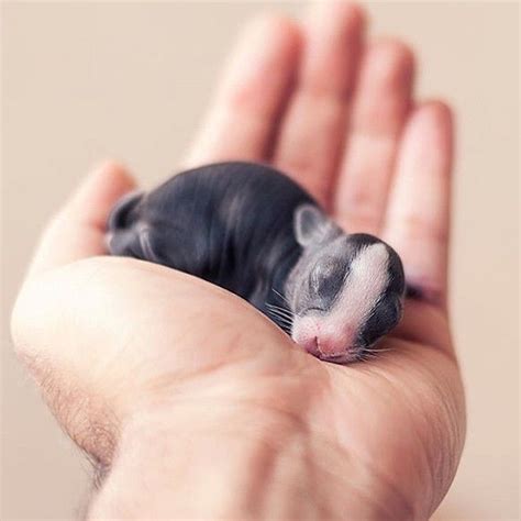 More then happy to have this little one hanging in there. One week old baby bunny | Cute little animals, Baby ...