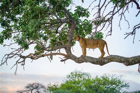 Mjoll ist eine freundliche person, die der bevölkerung von rifton hilft, ohne eine gegenleistung zu erwarten. Löwin Foto & Bild | tiere, wildlife, baum Bilder auf ...