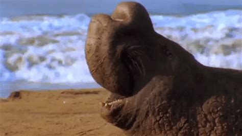 Check spelling or type a new query. Elephant Seal GIF by Nat Geo Wild - Find & Share on GIPHY