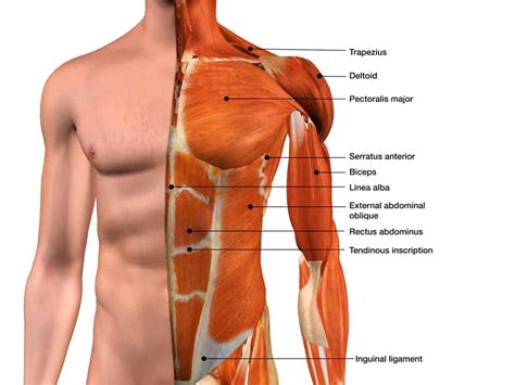 You may also find triceps, lateral head brachialis anatomynote.com found chest muscle anatomy from plenty of anatomical pictures on the internet. 10 Best Chest Exercises for Men