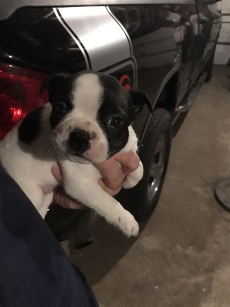 Boston terrier san antonio, texas, united states. Boston Terrier Puppies For Sale | Stanley, WI #307565