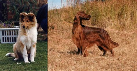 Rough pick up and breeding bang. Rough Collie vs Irish Setter - Breed Comparison | MyDogBreeds