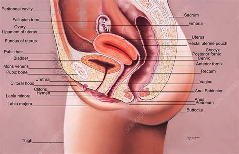 Maybe you would like to learn more about one of these? Are There Any Organs In The Lower Back Of Women? / Are ...