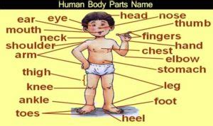 A collection of name of all parts of the body with their meaning in hindi and english. Human Body Parts Name