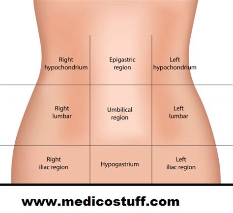 Understanding the nine regions and four quadrants of your abdomen can help pinpoint possible origins and identify associated ailments. Abdominal Quadrants and its contents, Abdominal organs by ...