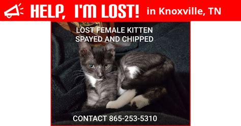 The stray connection / knoxville tn. Lost Cat (Knoxville, Tennessee) - Cammi