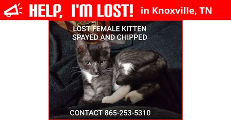 Us bank atm & branches in knoxville. Lost Cat (Knoxville, Tennessee) - Cammi