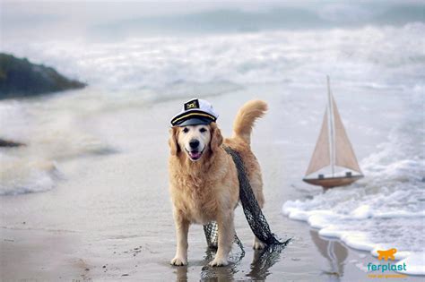 Most ships have to sail from a port in the u.s. PET-FRIENDLY CRUISE SHIPS - LOVE FERPLAST