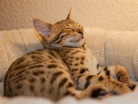 Our bengal cats are part of our family and treated as family. 3 15 Wochen alte Bengal Kitten mit Stammbaum abgabebereit ...