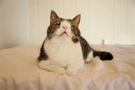 Beautiful animals with down syndrome in the world, down syndrome cat, dog with down syndrome. Meet Monty, The Cat With Down Syndrome That's Capturing ...