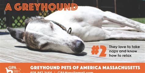 **gpa/nashville treats all dogs for worms, however worms can be very tenacious. Greyhounds as Pets - Greyhound Pets of America ...