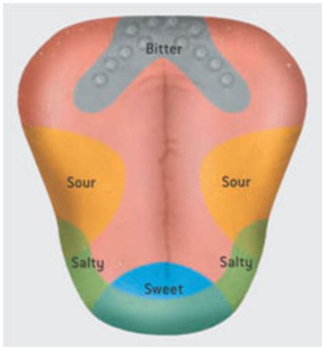 You taste with it, talk with it, and sometimes even stick it out! Ninth grade Lesson Don't Be Bitter: Exploring Factors that ...