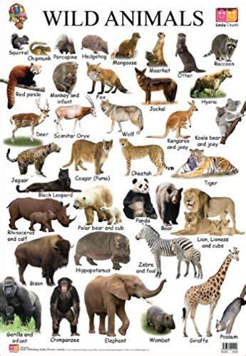From tropical to the alpines, give secured shelter to varietal elements of fauna as well as the yaks are quite prominent and spottable in this zone. Buy Wild Animals (Educational Wall Charts) Book Online at ...