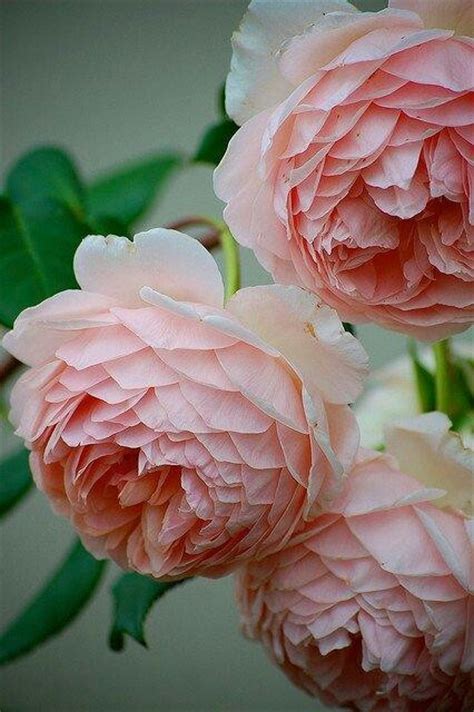 Some varieties (like corals) open faster than others and heat can. 17 Best images about Garden roses (Look like peonies) on ...