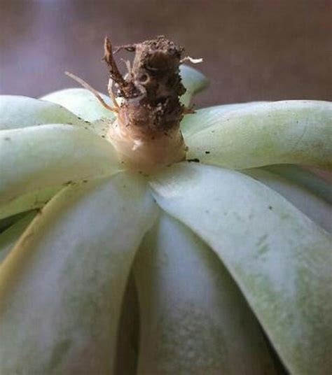 Ways to treat root rot. Succulent Care: Questions from my inbox - Sucs for You!