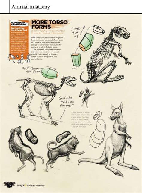 Coloring nature is for children and adults. Pin on Animal anatomy