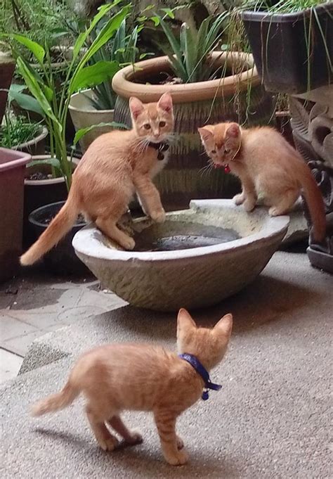 Jangan buat kesalahan dan mengabaikan masa depan kucing. Tertunailah Hasrat Di Hati: CARA AJAR ANAK KUCING BERAS ...