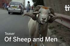 sheep men