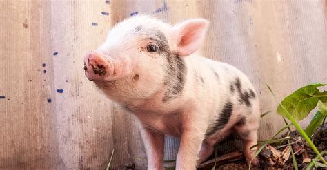 European Union Bans Cosmetic Testing on Animals | Food ...