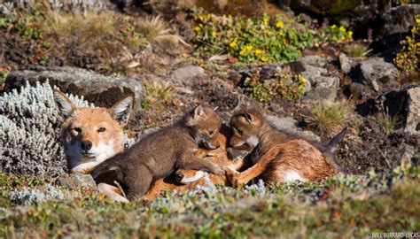 This was initially a premade and will be on its way to the new owner soon. Ethiopian Wolf Project - Will Burrard-Lucas