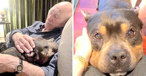 Some people choose to train the dog themselves, with the help of a certified trainer. Patrick Stewart Struggles To Cope As His Senior Foster Dog ...