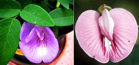 From the exotic to the very formal. Flora Urbana: Fleur pasquale: Clitoria ternatea