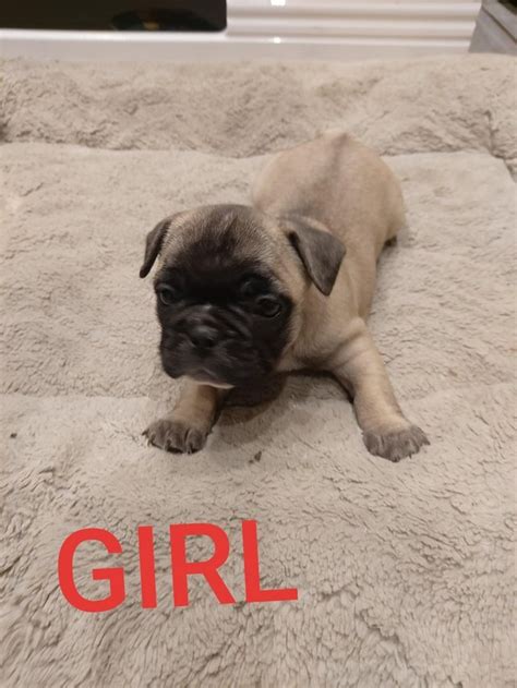 French bulldogs of florida is a orlando breeder offering all color french bulldog puppies for sale in florida. FRENCH BULLDOG PUPPIES FOR SALE. MIAMI For sale Miami Pets Dogs