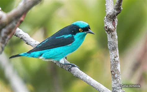 More than half of all bird species, passerines are known as perching. Black-faced Dacnis (Dacnis lineata) - Peru Aves