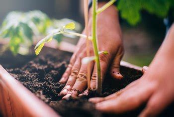 Check spelling or type a new query. Which Direction Should My Plant Rows Run in My Vegetable ...